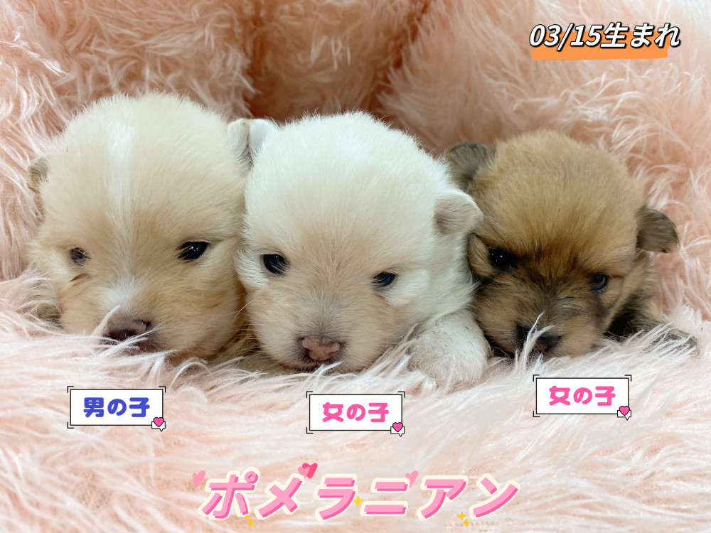 新潟県のポメラニアン (竹内ペット 新津本店/2026年3月15日生まれ/男の子/クリーム)の子犬の1枚目の画像