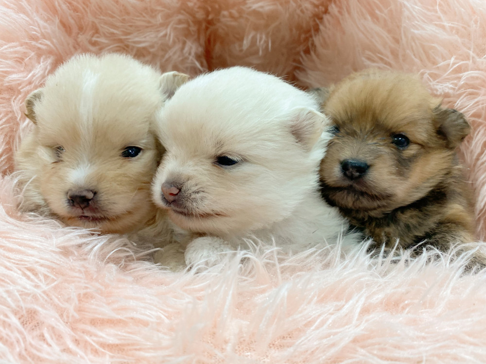 新潟県のポメラニアン (竹内ペット 新津本店/2026年3月15日生まれ/男の子/クリーム)の子犬の2枚目の画像