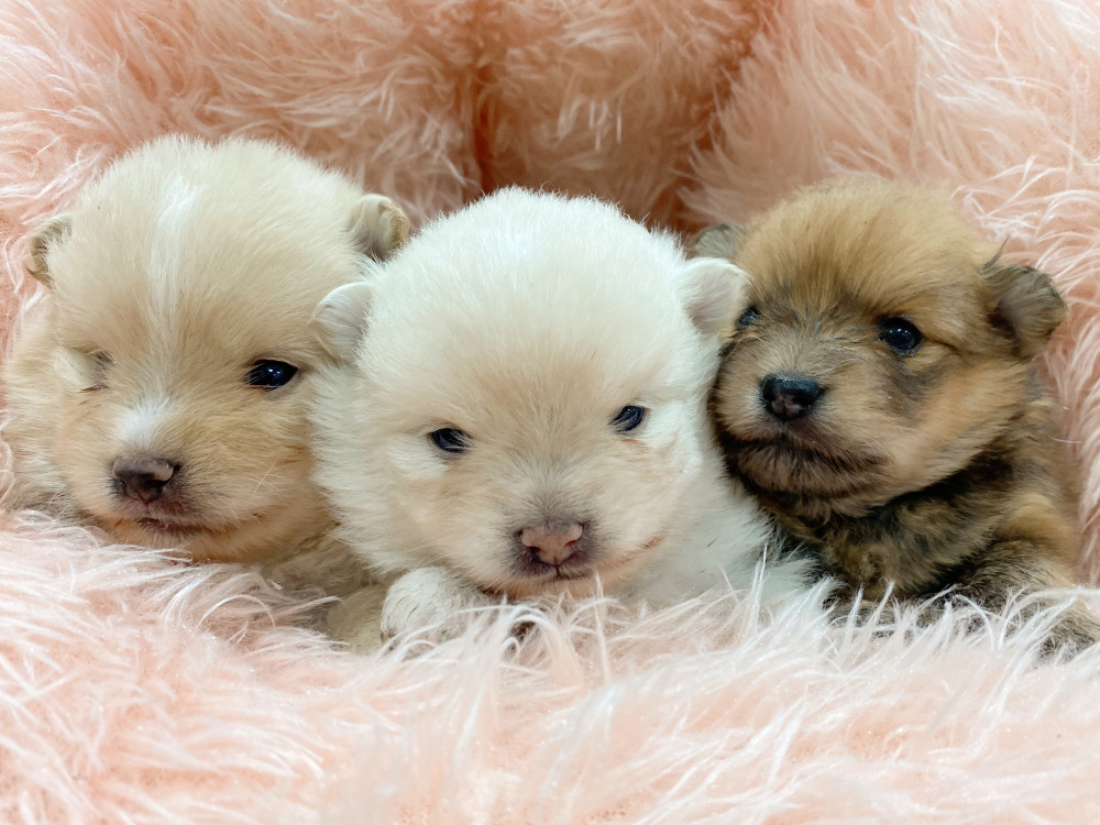 新潟県のポメラニアン (竹内ペット 新津本店/2026年3月15日生まれ/男の子/クリーム)の子犬の3枚目の画像