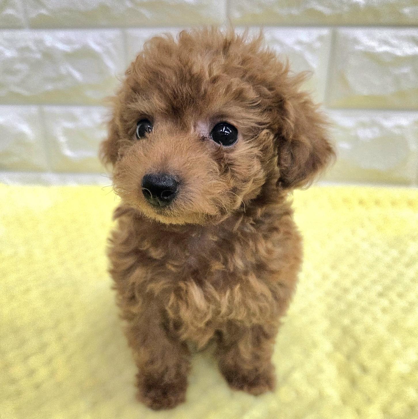 神奈川県のトイプードル(トイ) (ペッツコンシェル厚木下荻野店/2026年4月1日生まれ/男の子/レッドフォーン)の子犬