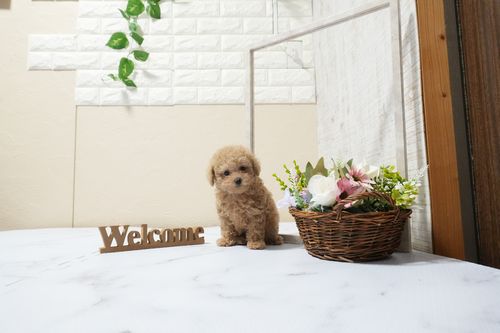 滋賀県のトイプードル(タイニー) (いっぷく湖南店/2025年9月25日生まれ/女の子/オレンジフォーン)の子犬の1枚目の画像