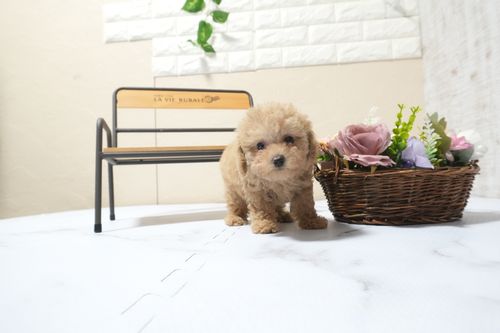 滋賀県のトイプードル(タイニー) (いっぷく湖南店/2025年9月25日生まれ/女の子/オレンジフォーン)の子犬の2枚目の画像