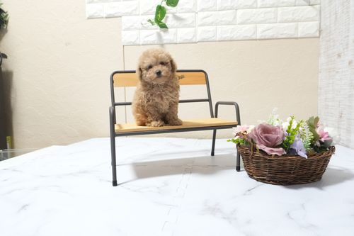 滋賀県のトイプードル(タイニー) (いっぷく湖南店/2025年9月25日生まれ/女の子/オレンジフォーン)の子犬の3枚目の画像