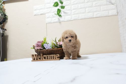 滋賀県のトイプードル(タイニー) (いっぷく湖南店/2025年9月25日生まれ/女の子/オレンジフォーン)の子犬の4枚目の画像