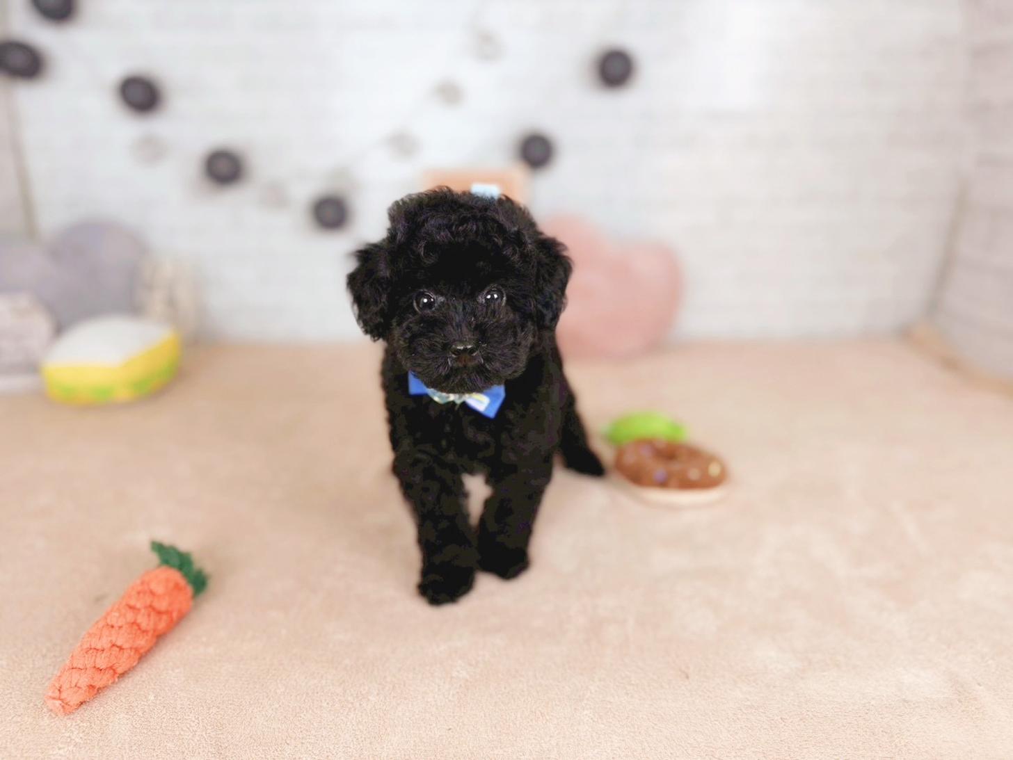 北海道のトイプードル(トイ) (ペットショップだんぼ/2025年11月11日生まれ/男の子/ブラック)の子犬の1枚目の画像