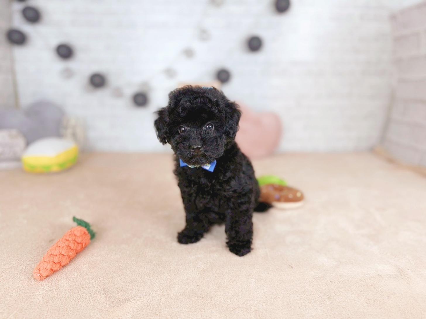 北海道のトイプードル(トイ) (ペットショップだんぼ/2025年11月11日生まれ/男の子/ブラック)の子犬の3枚目の画像