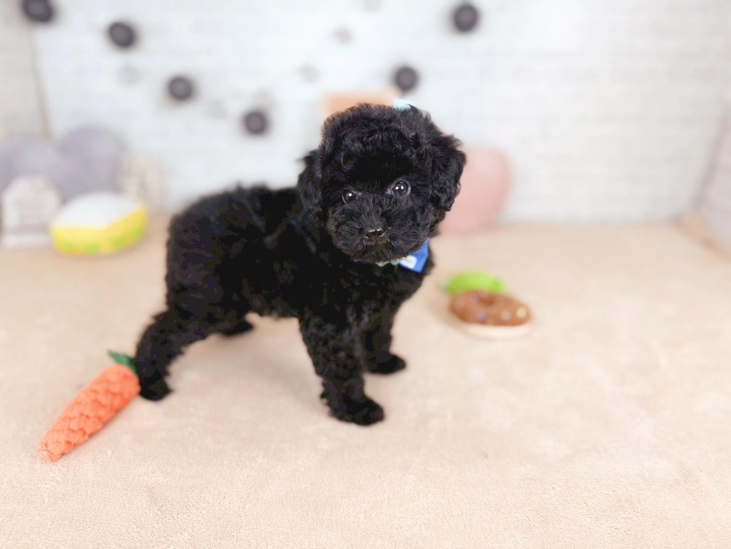 北海道のトイプードル(トイ) (ペットショップだんぼ/2025年11月11日生まれ/男の子/ブラック)の子犬の4枚目の画像