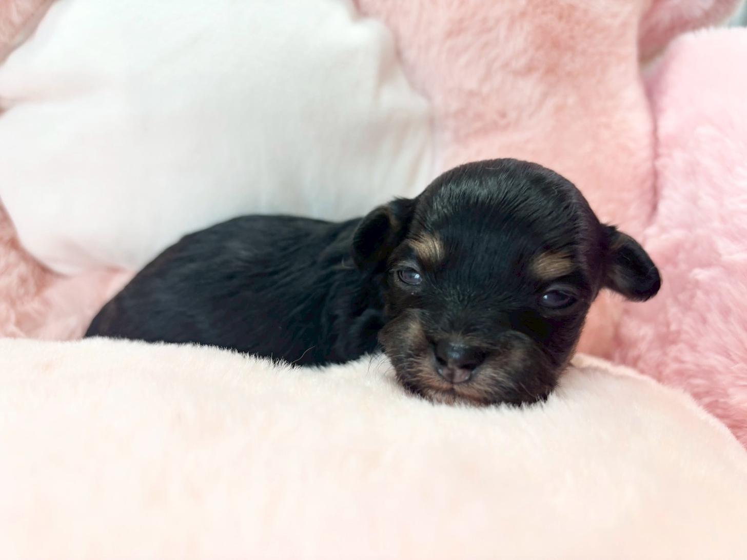 熊本県のチワプー/プーチー(チワワ×プードル) (スタードッグス新熊本店/2025年10月25日生まれ/女の子/ブラックタン)の子犬の1枚目の画像