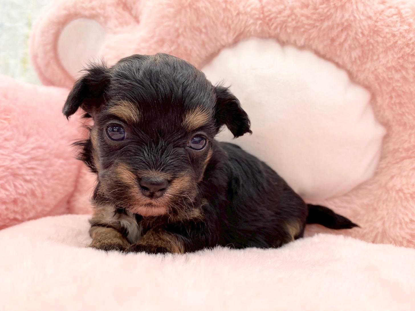 熊本県のチワプー/プーチー(チワワ×プードル) (スタードッグス新熊本店/2025年10月25日生まれ/女の子/ブラックタン)の子犬の1枚目の画像