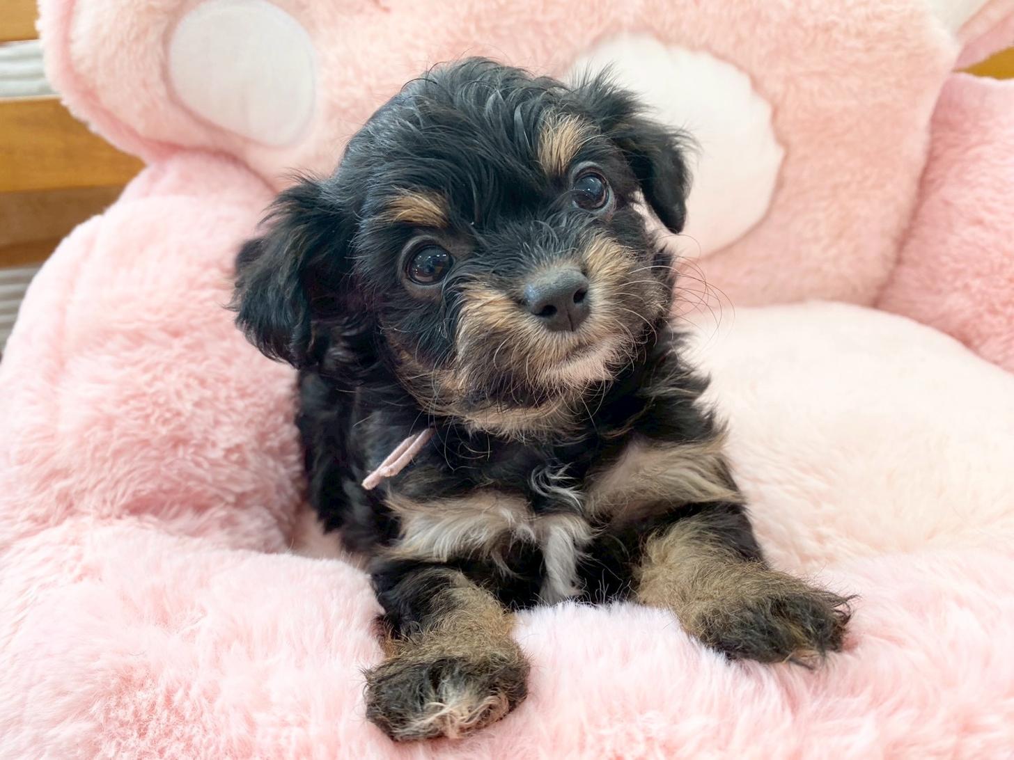 熊本県のチワプー/プーチー(チワワ×プードル) (スタードッグス新熊本店/2025年10月25日生まれ/女の子/ブラックタン)の子犬の1枚目の画像