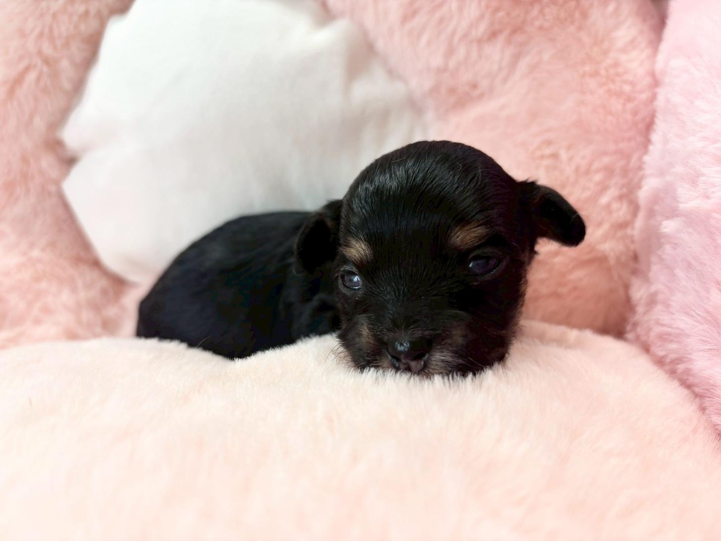 熊本県のチワプー/プーチー(チワワ×プードル) (スタードッグス新熊本店/2025年10月25日生まれ/女の子/ブラックタン)の子犬の2枚目の画像