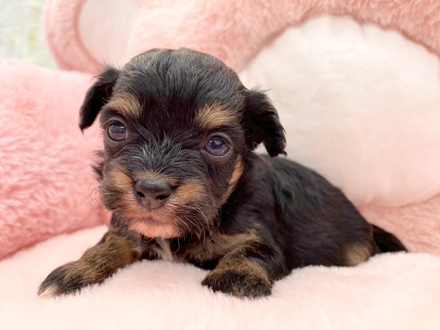 熊本県のチワプー/プーチー(チワワ×プードル) (スタードッグス新熊本店/2025年10月25日生まれ/女の子/ブラックタン)の子犬の2枚目の画像