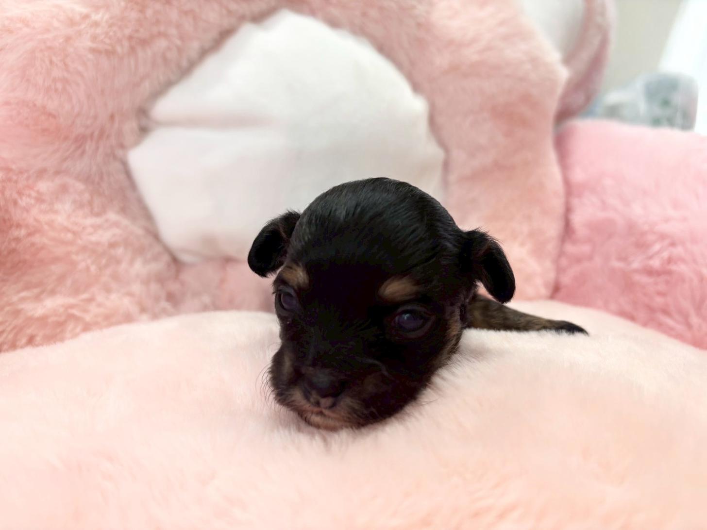 熊本県のチワプー/プーチー(チワワ×プードル) (スタードッグス新熊本店/2025年10月25日生まれ/女の子/ブラックタン)の子犬の3枚目の画像