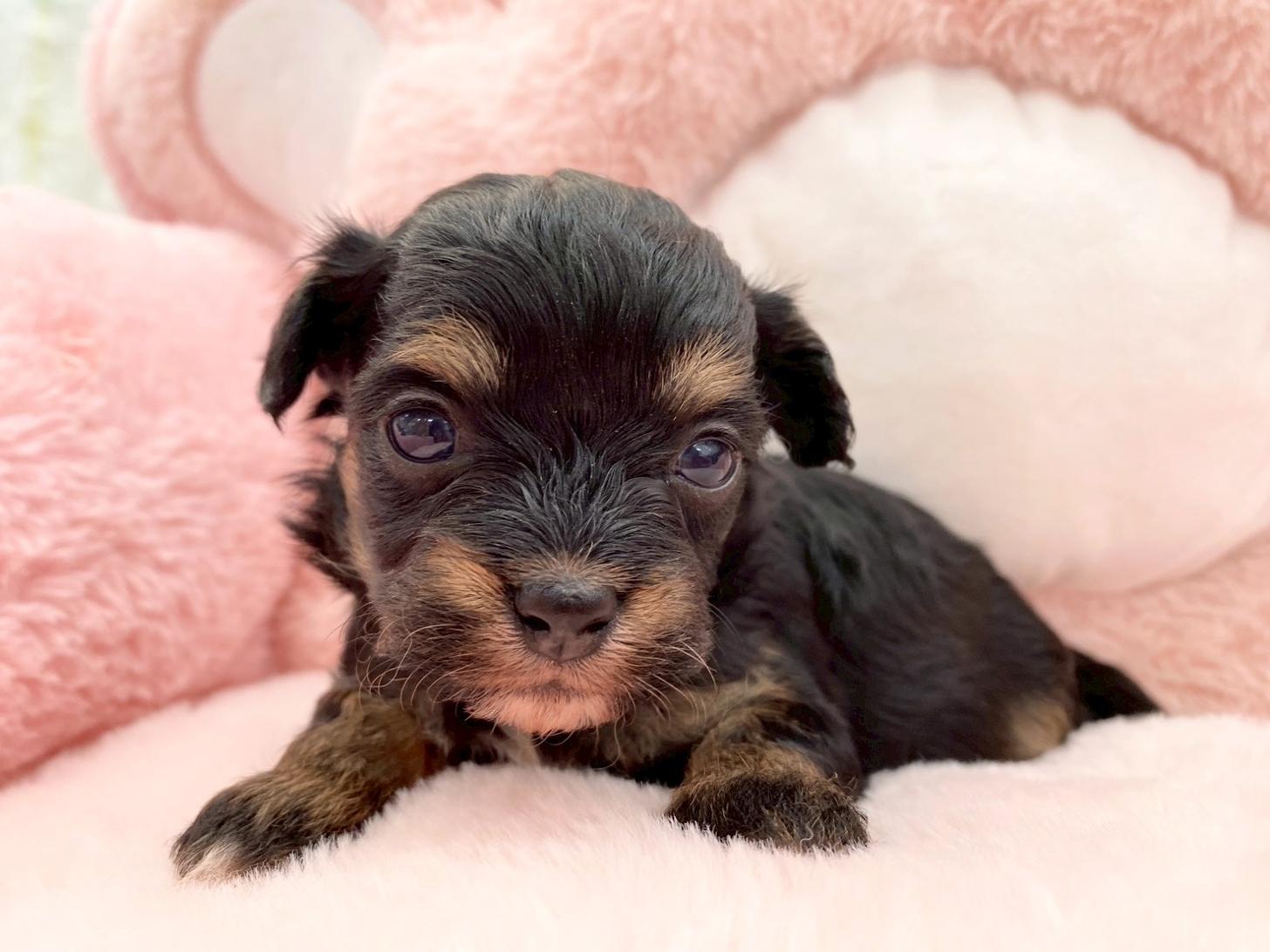 熊本県のチワプー/プーチー(チワワ×プードル) (スタードッグス新熊本店/2025年10月25日生まれ/女の子/ブラックタン)の子犬の3枚目の画像