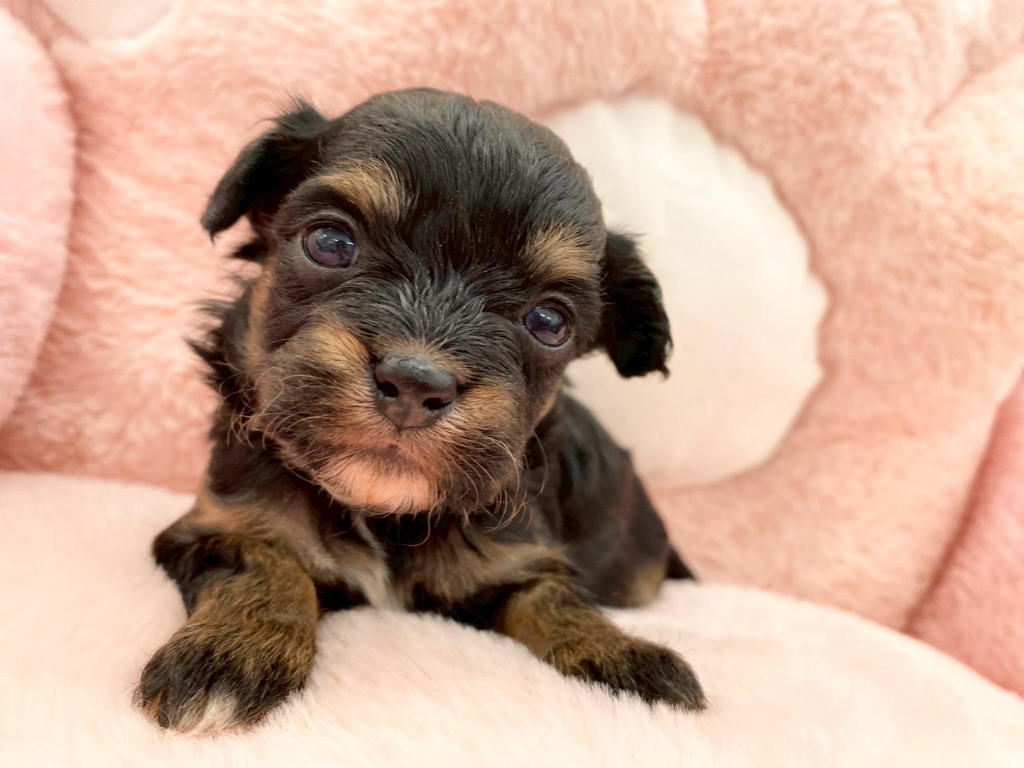 熊本県のチワプー/プーチー(チワワ×プードル) (スタードッグス新熊本店/2025年10月25日生まれ/女の子/ブラックタン)の子犬の4枚目の画像