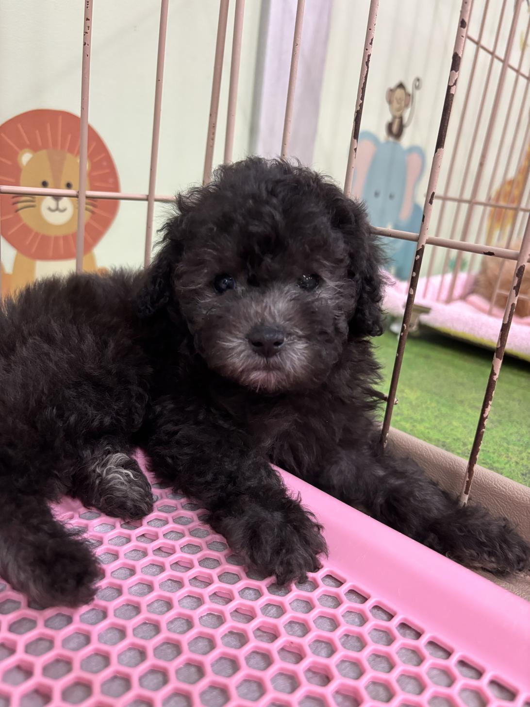愛知県のタイニープードル (子いぬの足あと/2025年5月13日生まれ/女の子/シルバー)の子犬