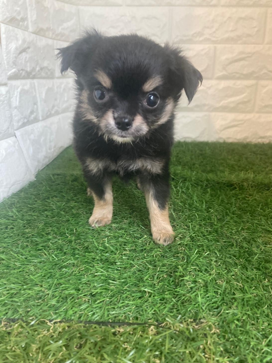 東京都のチワワ(ロング) (ペットショップcoco東京港区店/2025年10月27日生まれ/女の子/ブラックタン)の子犬