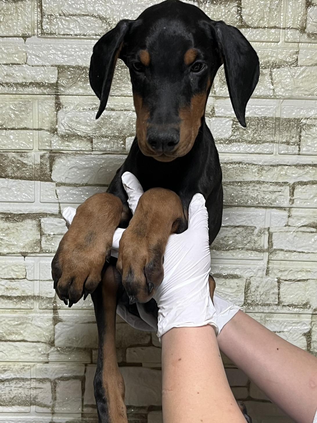 埼玉県のドーベルマン (ペッツスマイル加須インター店/2025年10月16日生まれ/男の子/ブラックタン)の子犬の1枚目の画像