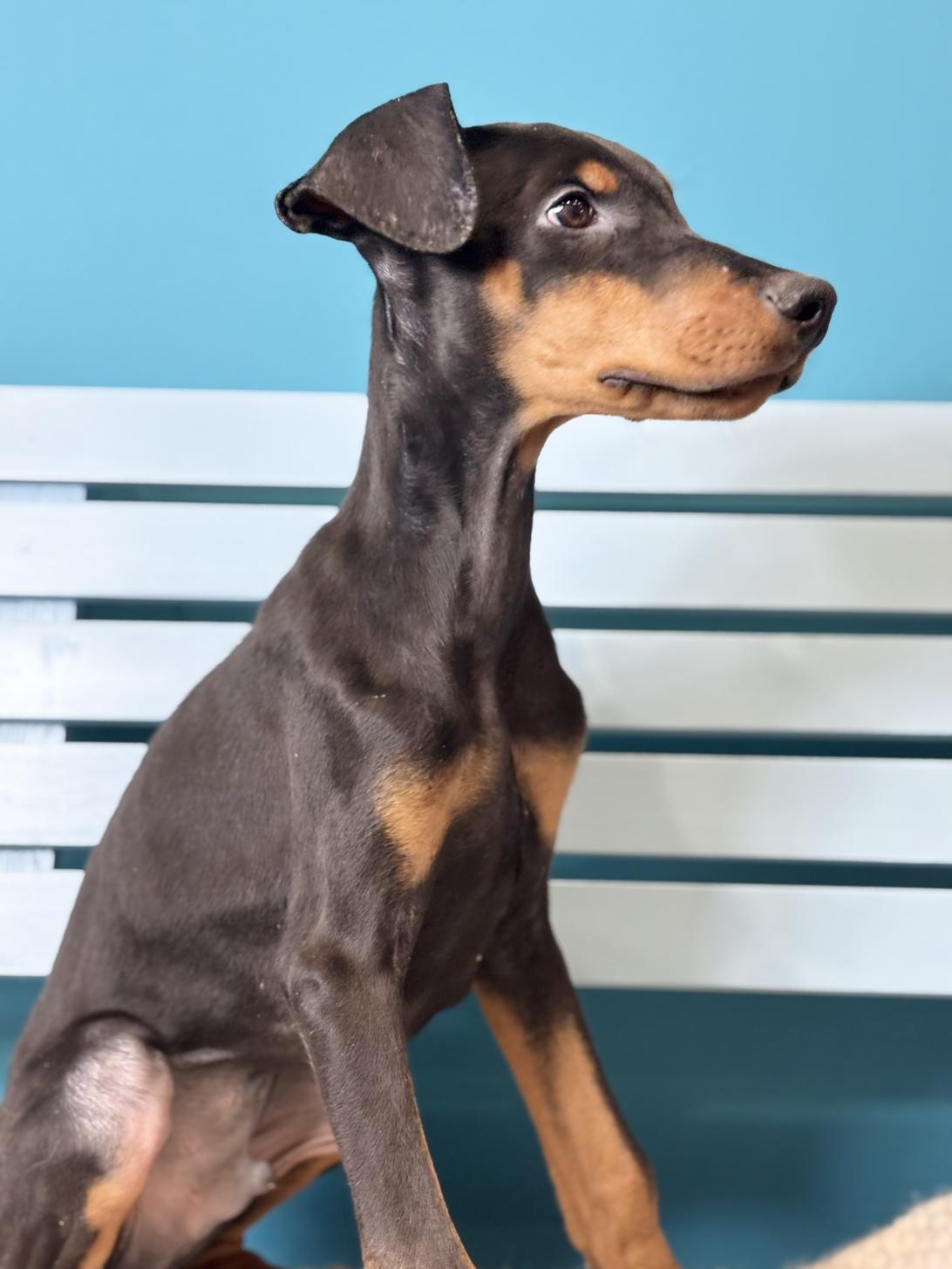 埼玉県のドーベルマン (ペッツスマイル加須インター店/2025年10月16日生まれ/男の子/ブラックタン)の子犬の1枚目の画像