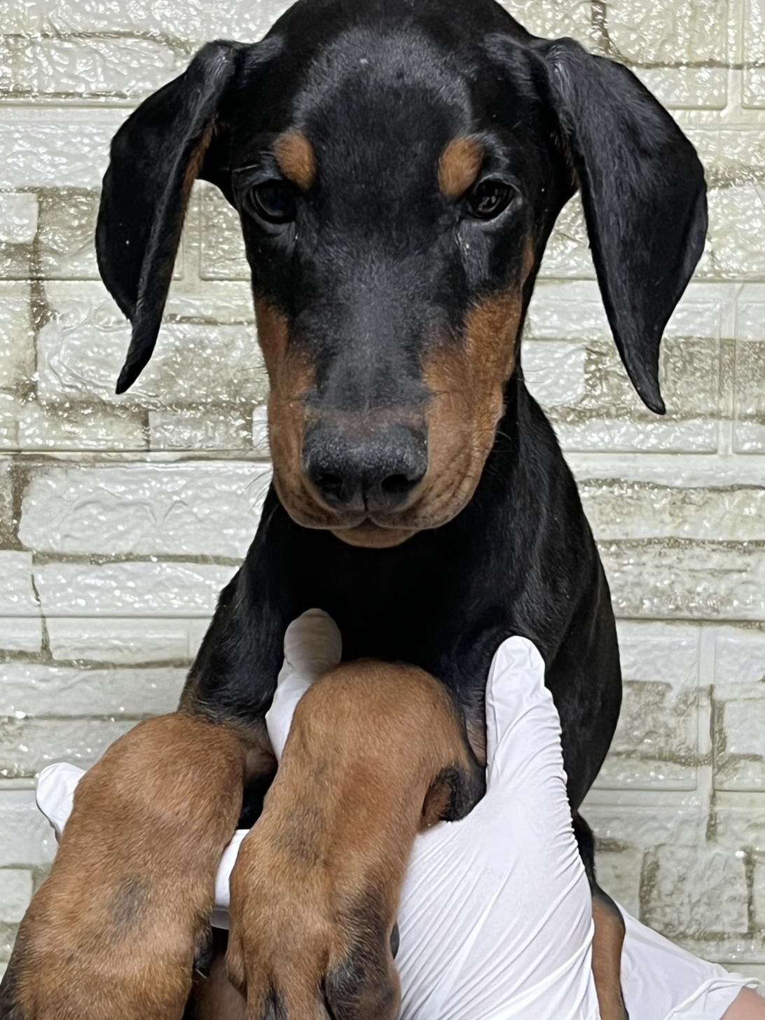 埼玉県のドーベルマン (ペッツスマイル加須インター店/2025年10月16日生まれ/男の子/ブラックタン)の子犬の2枚目の画像