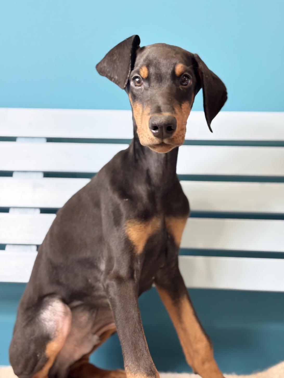 埼玉県のドーベルマン (ペッツスマイル加須インター店/2025年10月16日生まれ/男の子/ブラックタン)の子犬の2枚目の画像