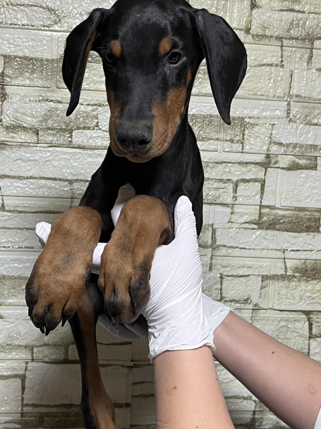 埼玉県のドーベルマン (ペッツスマイル加須インター店/2025年10月16日生まれ/男の子/ブラックタン)の子犬の3枚目の画像