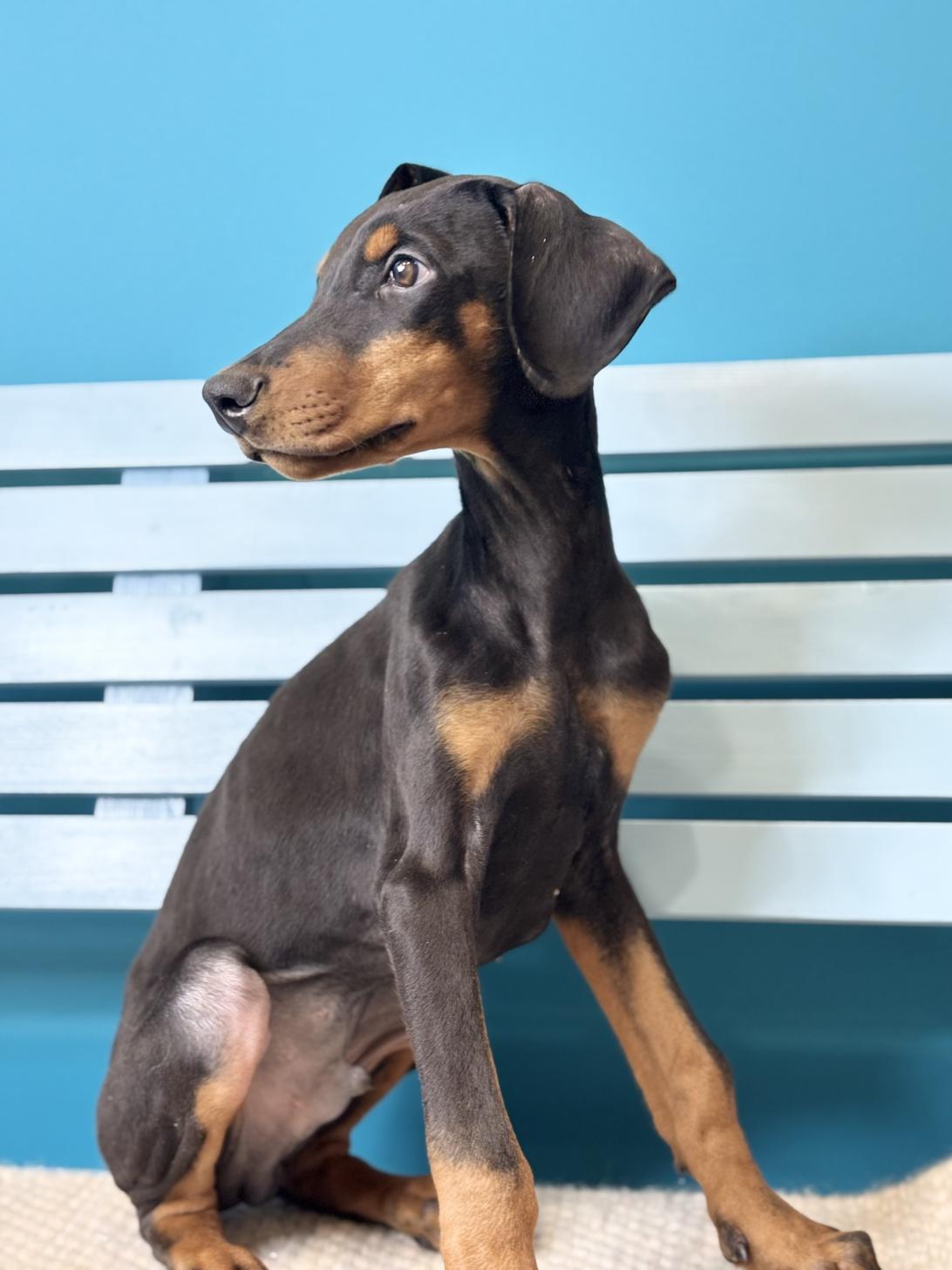 埼玉県のドーベルマン (ペッツスマイル加須インター店/2025年10月16日生まれ/男の子/ブラックタン)の子犬の3枚目の画像