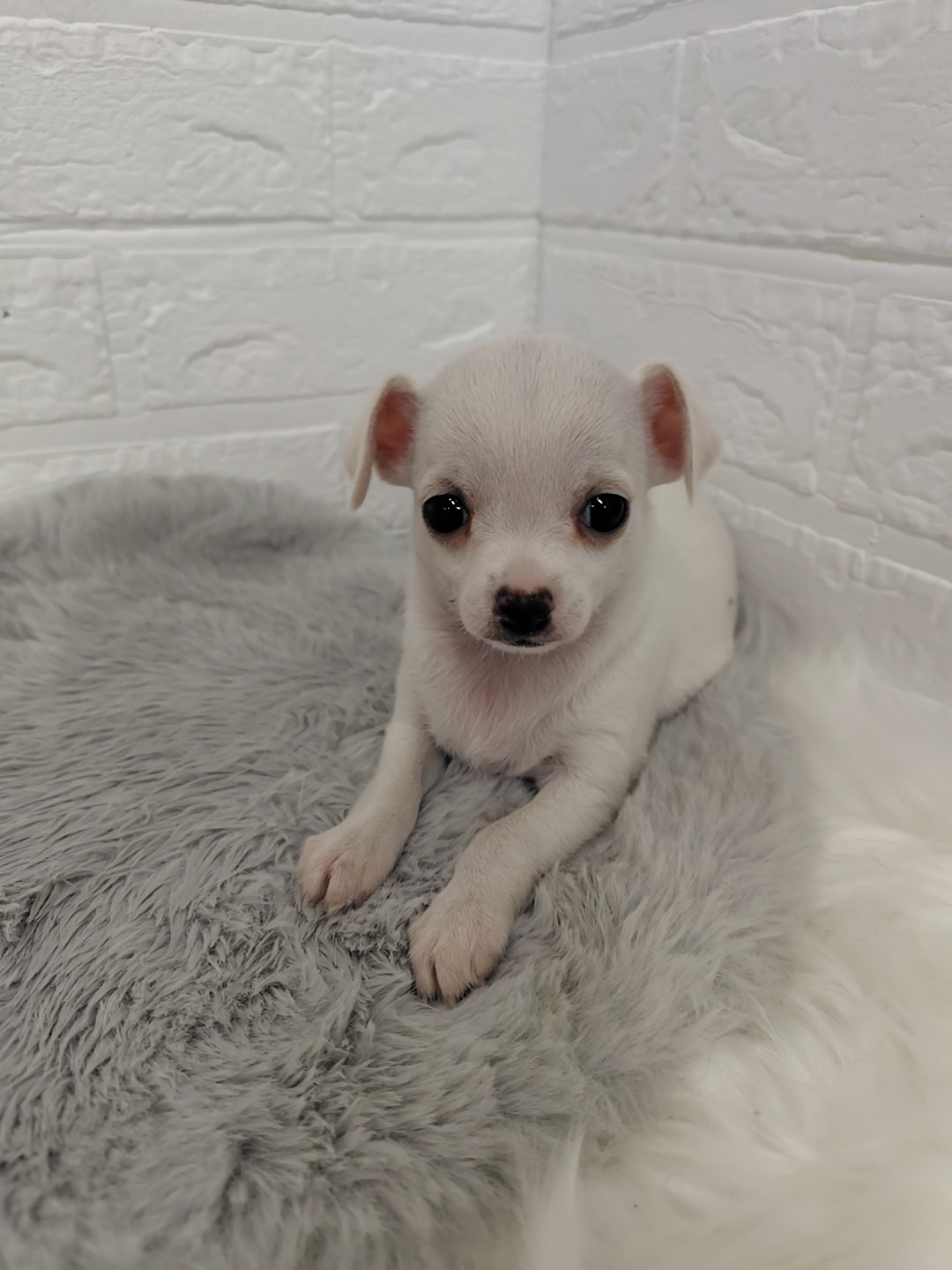 東京都のチワワ(スムース) (ペットショップcoco東京港区店/2025年9月21日生まれ/女の子/ホワイト)の子犬