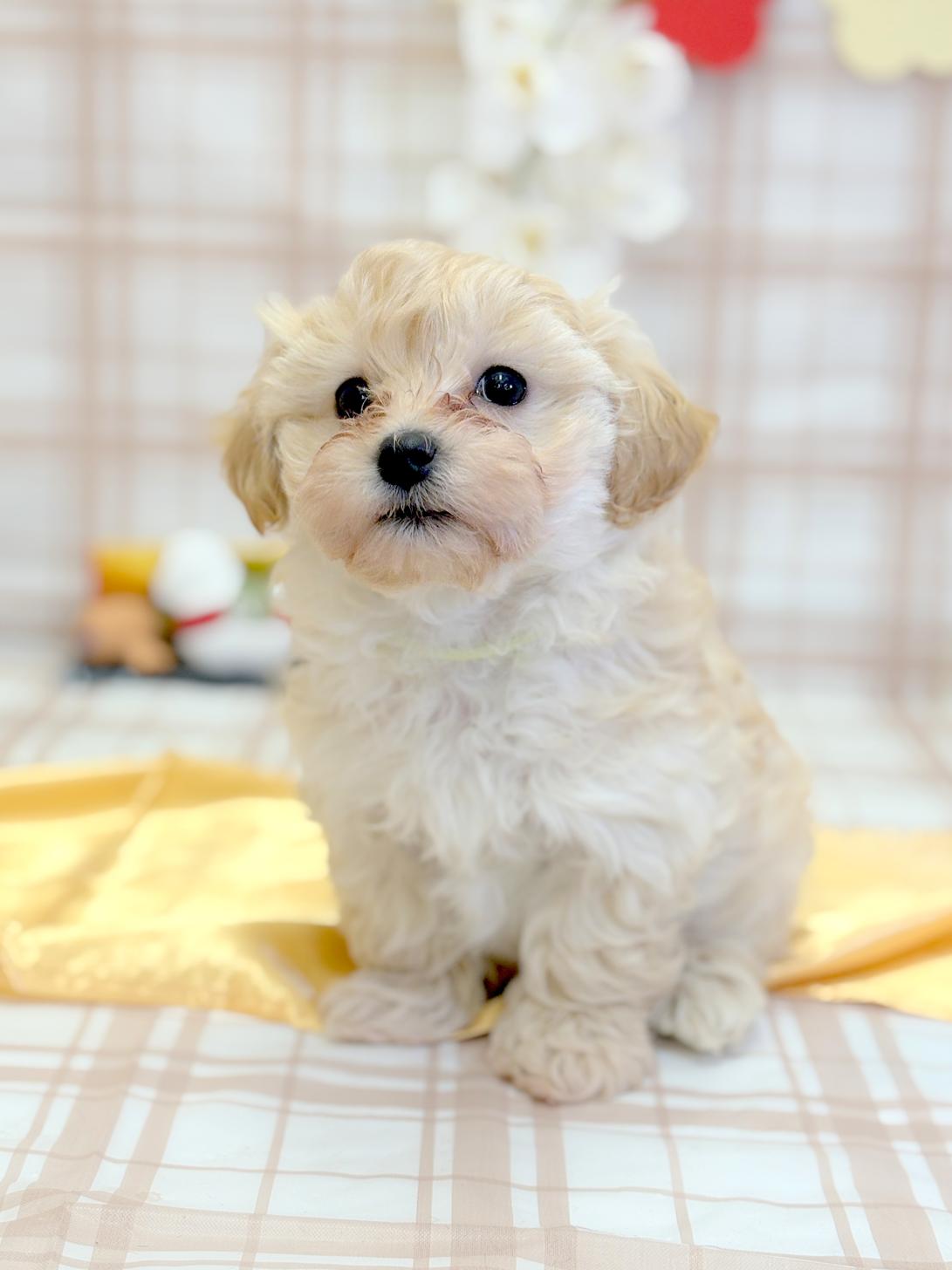 北海道のマルプー(マルチーズ×プードル) (ラブワンコ平岸店/2025年11月10日生まれ/男の子/アプリコット)の子犬