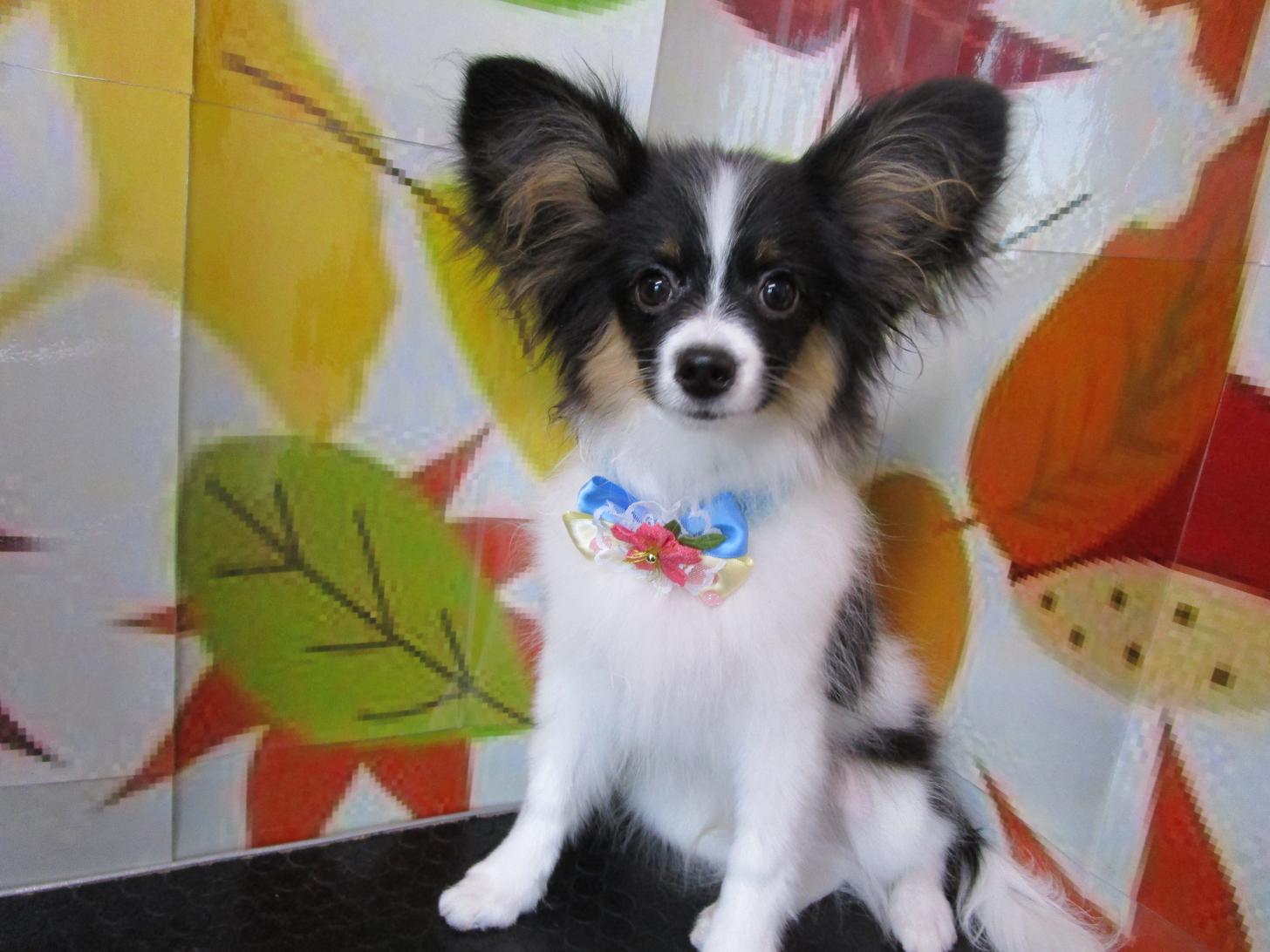 宮城県のパピヨン (ズーズーカンパニー 八乙女店/2025年6月3日生まれ/男の子/トライカラー)の子犬の1枚目の画像