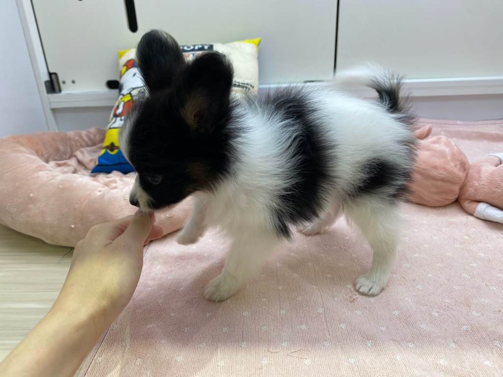 宮城県のパピヨン (ズーズーカンパニー 八乙女店/2025年6月3日生まれ/男の子/トライカラー)の子犬の2枚目の画像