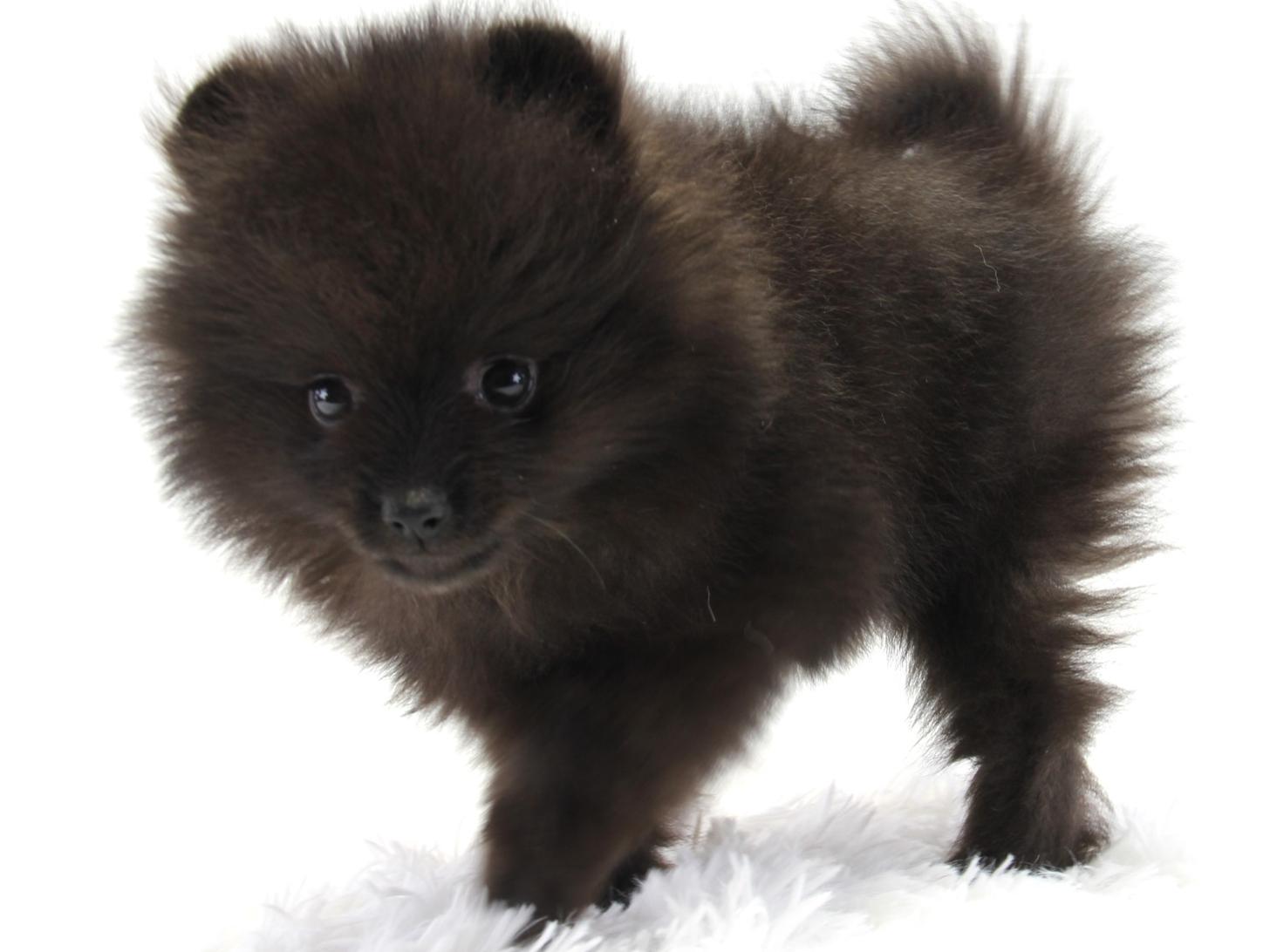 愛知県のポメラニアン (猫福家 名古屋南店/2025年2月12日生まれ/男の子/ブラック)の子犬の1枚目の画像