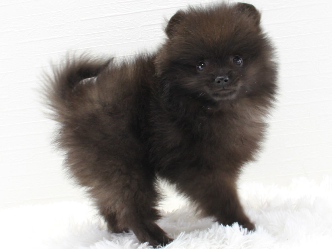 愛知県のポメラニアン (猫福家 名古屋南店/2025年2月12日生まれ/男の子/ブラック)の子犬の2枚目の画像