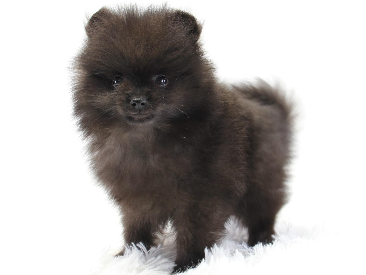 愛知県のポメラニアン (猫福家 名古屋南店/2025年2月12日生まれ/男の子/ブラック)の子犬の3枚目の画像