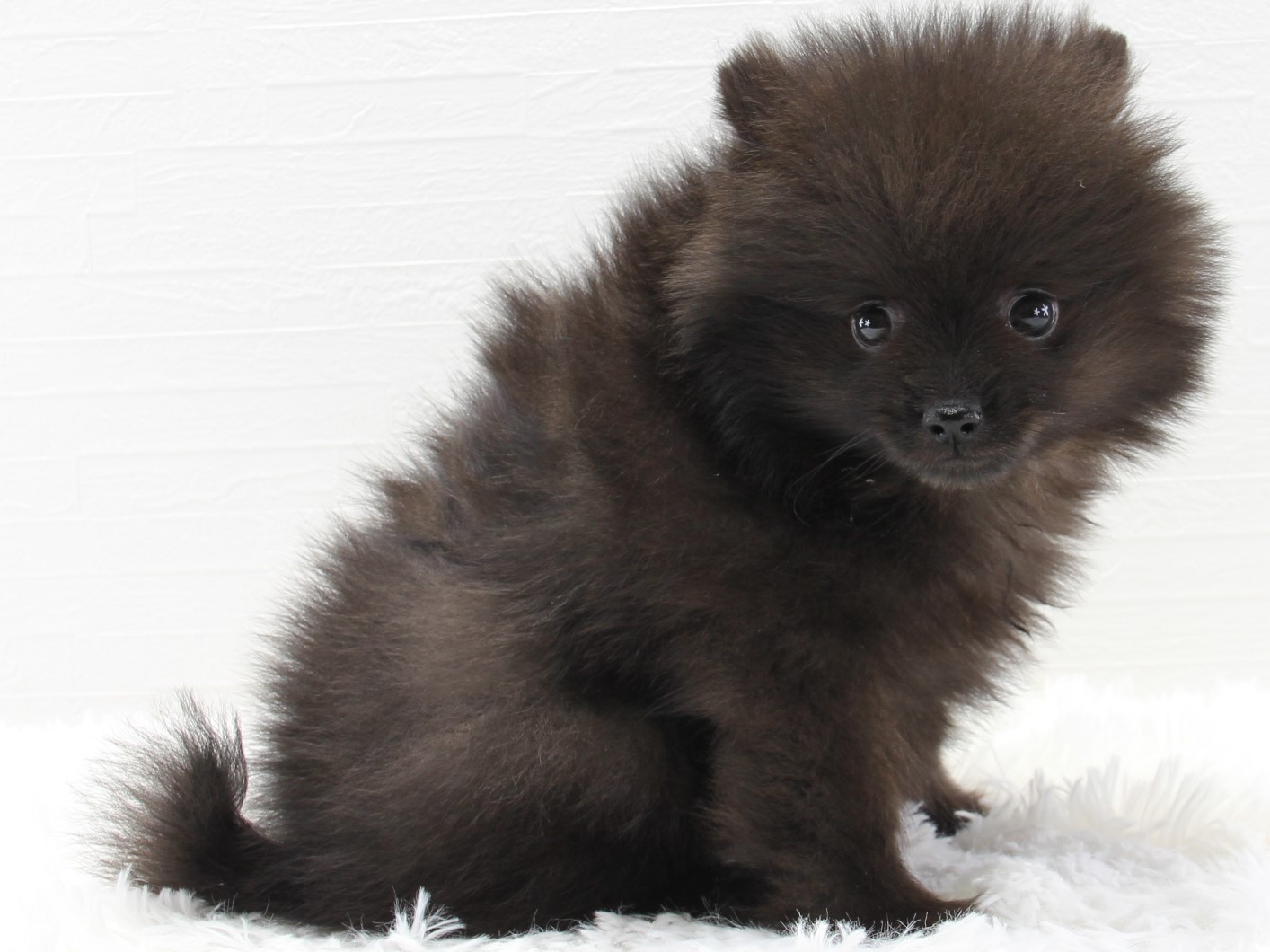 愛知県のポメラニアン (猫福家 名古屋南店/2025年2月12日生まれ/男の子/ブラック)の子犬の4枚目の画像