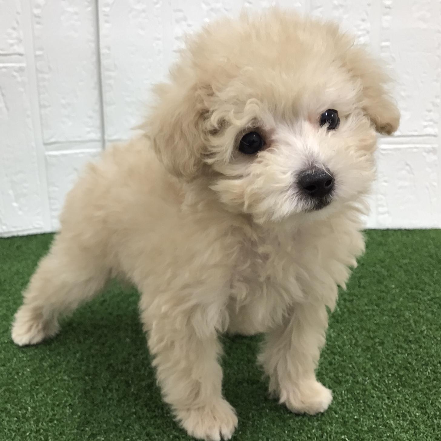 熊本県のトイプードル(トイ) (ニコペットセレクト ドッグズホーム八代店/2025年11月16日生まれ/男の子/クリーム)の子犬