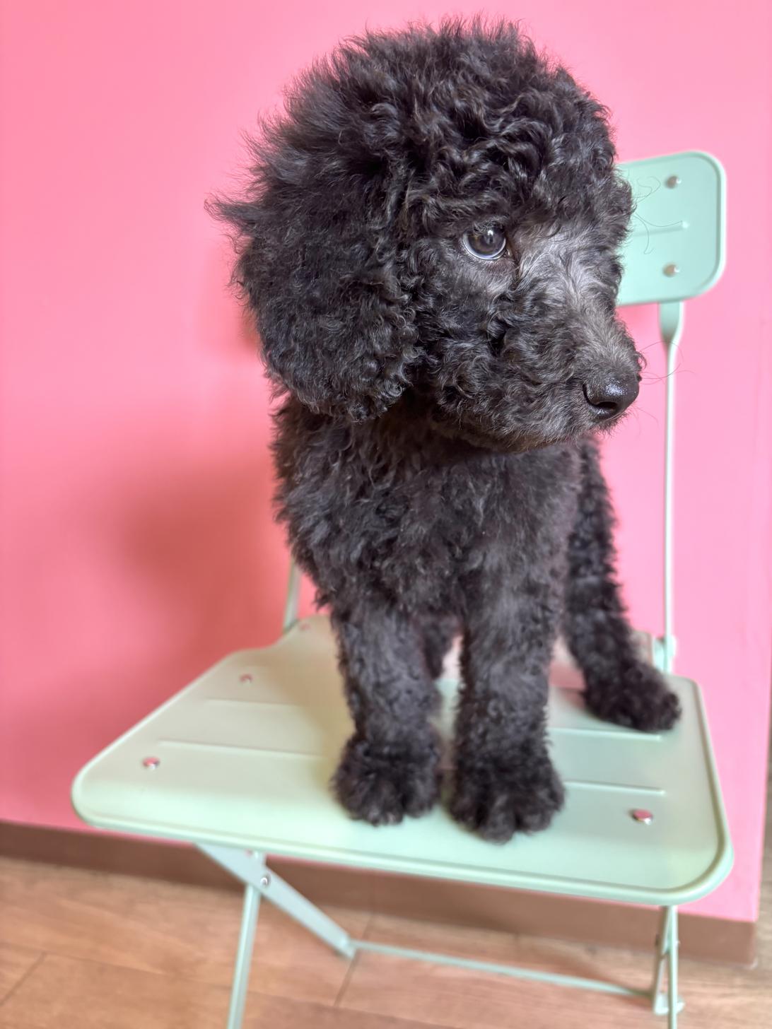 埼玉県のスタンダードプードル (ペッツスマイル南中野店/2026年5月3日生まれ/男の子/シルバー)の子犬の3枚目の画像