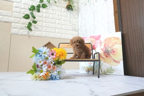 滋賀県のトイプードル(トイ) (いっぷく湖南店/2025年8月1日生まれ/男の子/レッドフォーン)の子犬の1枚目の画像
