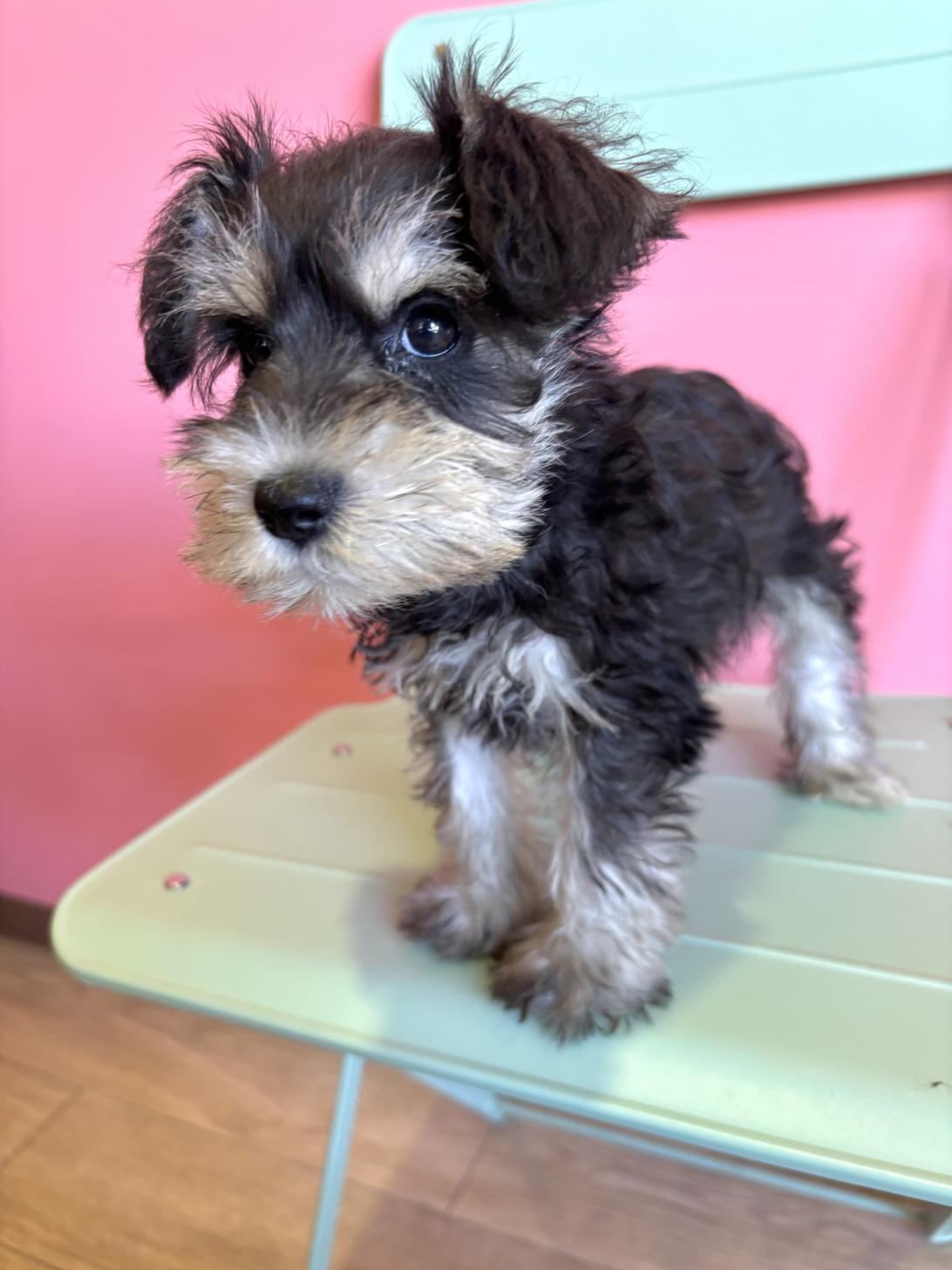 埼玉県のミニチュアシュナウザー (ペッツスマイル南中野店/2026年8月3日生まれ/女の子/ブラックシルバー)の子犬の2枚目の画像
