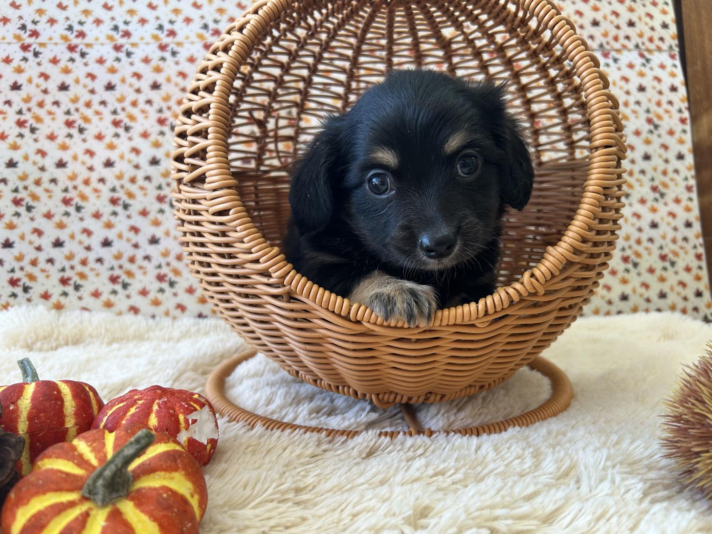 佐賀県のチワックス(チワワ×ダックス) (スタードッグス新鳥栖店/2025年9月25日生まれ/男の子/ブラックタンホワイト)の子犬の1枚目の画像