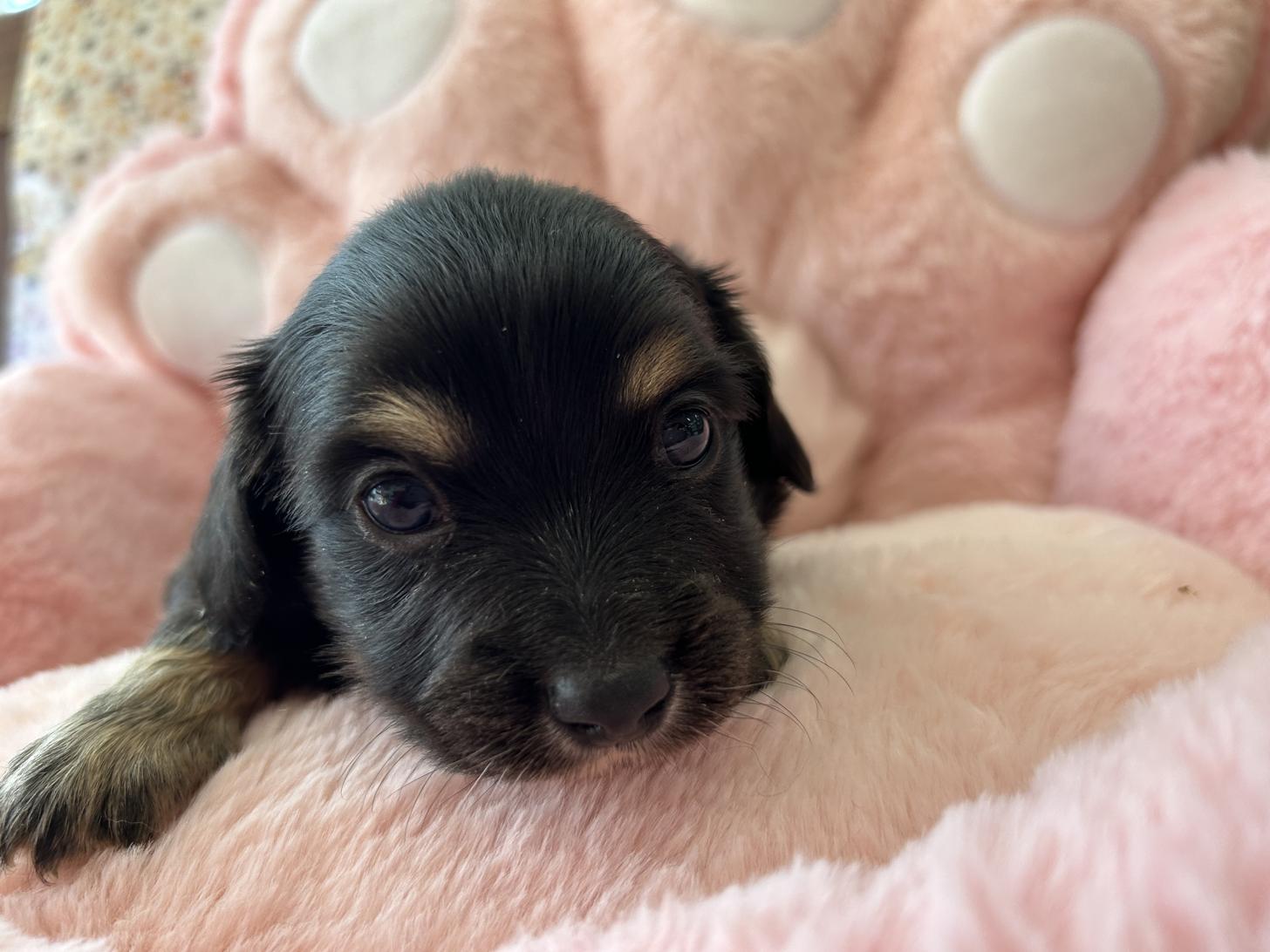 チワックス(チワワ×ダックス)(ブラックタンホワイト)の子犬を