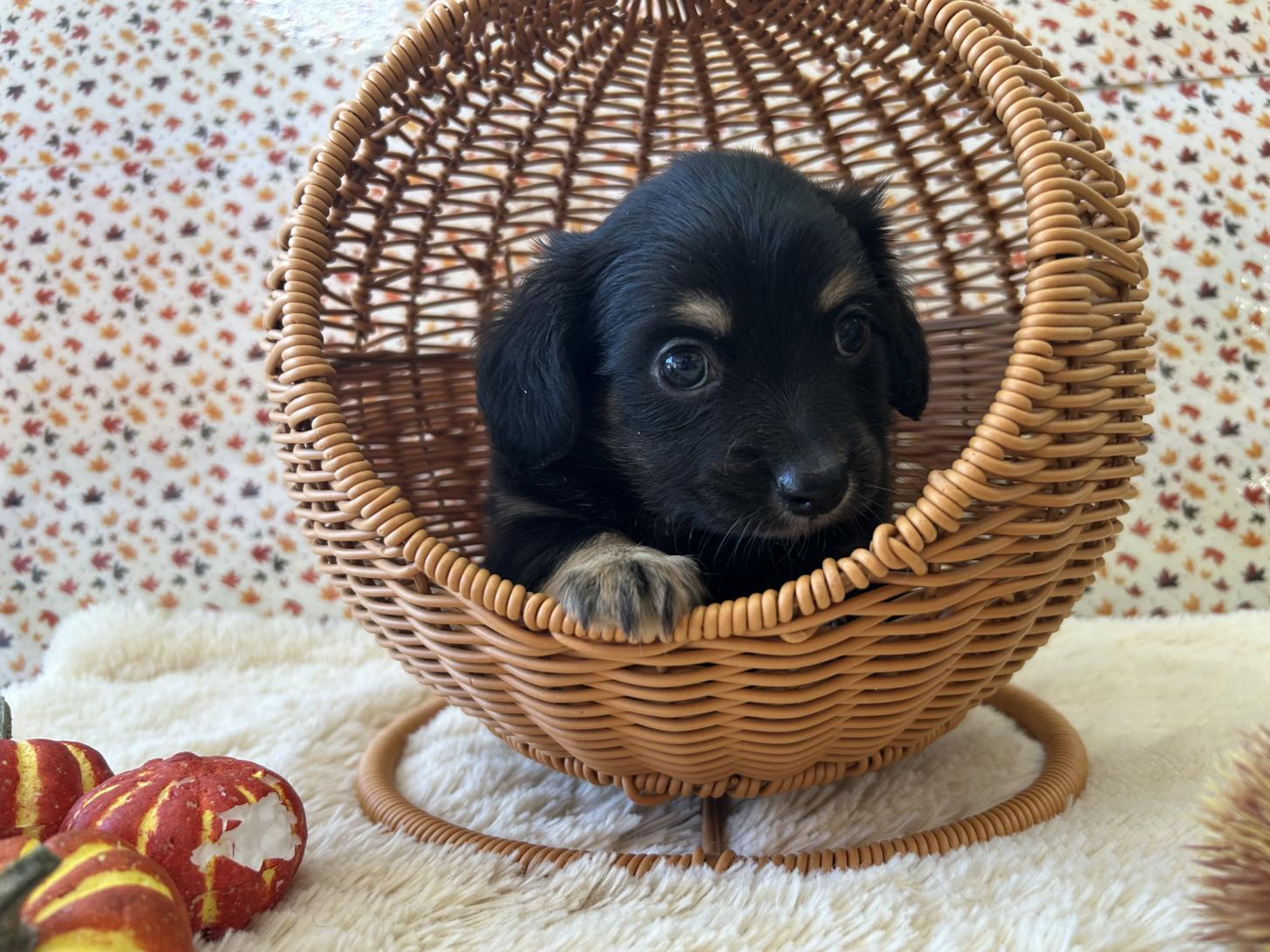 チワックス(チワワ×ダックス)(ブラックタンホワイト)の子犬を価格や