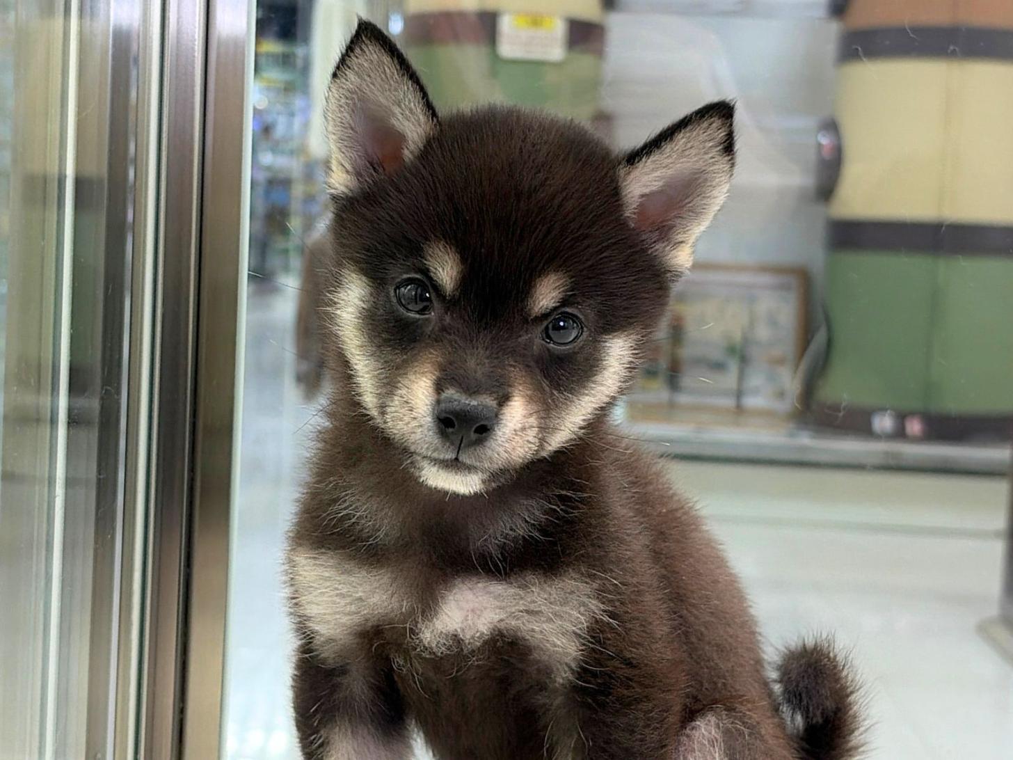 愛知県の豆柴 (ディスワン稲沢平和店/2026年6月27日生まれ/女の子/黒)の子犬の1枚目の画像