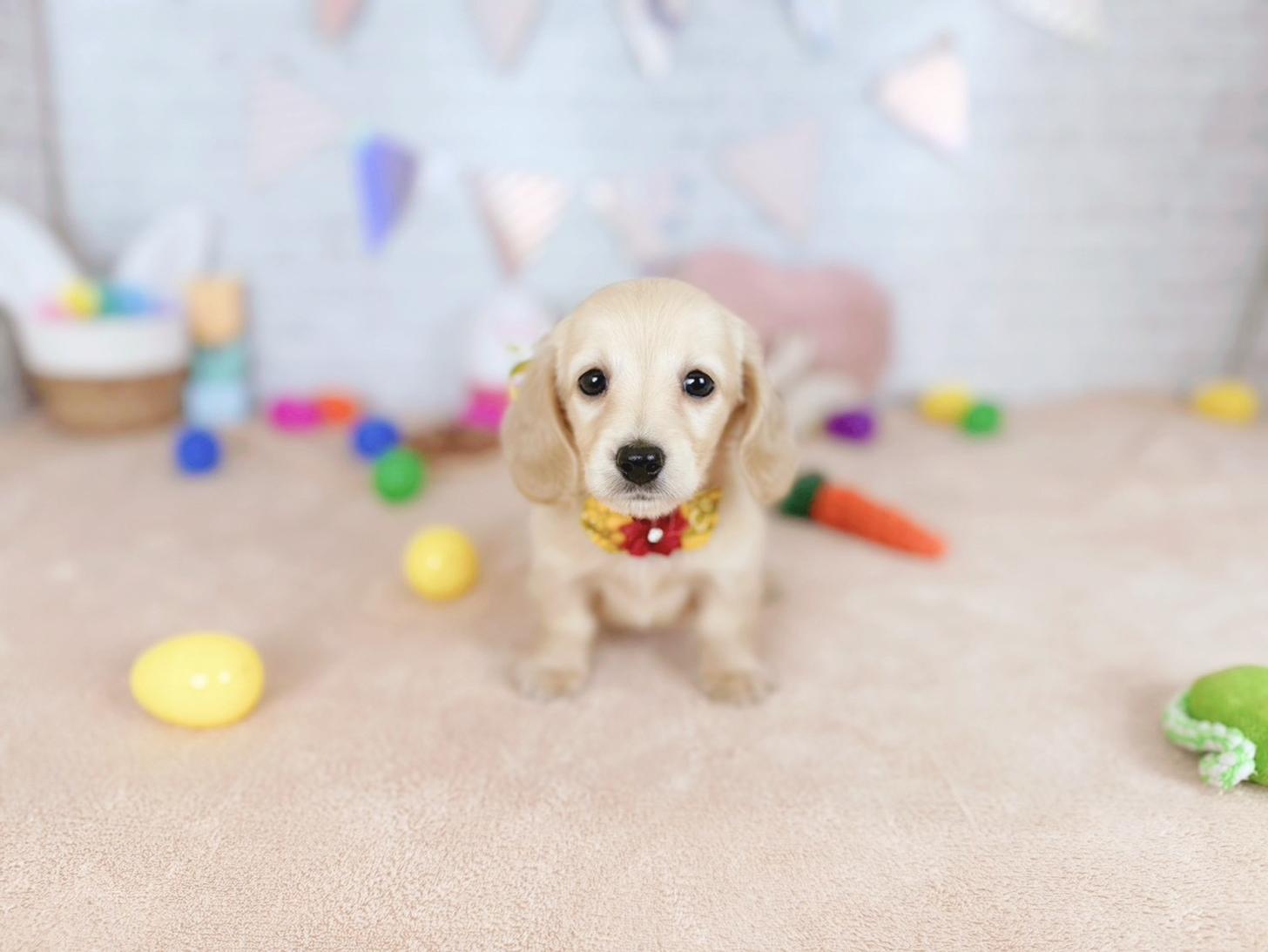 北海道のミニチュアダックスフンド(ロング) (ペットショップだんぼ/2025年12月21日生まれ/女の子/イエロー)の子犬の1枚目の画像