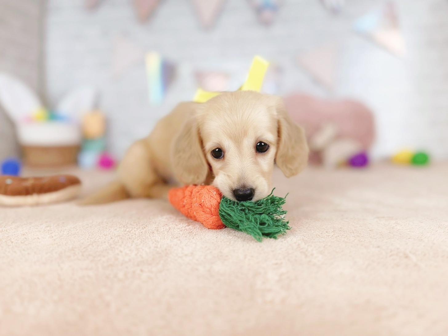 北海道のミニチュアダックスフンド(ロング) (ペットショップだんぼ/2025年12月21日生まれ/女の子/イエロー)の子犬の2枚目の画像