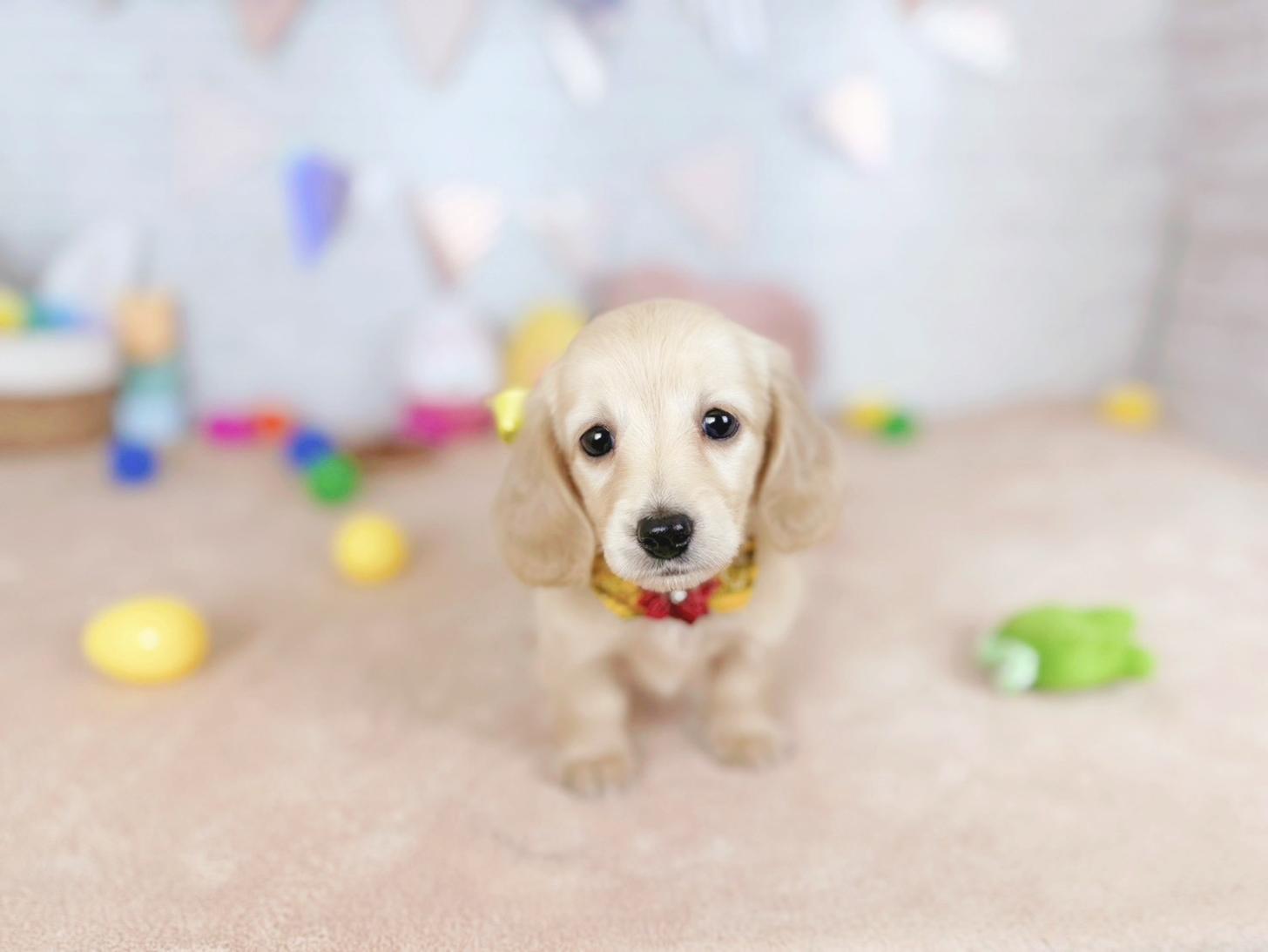 北海道のミニチュアダックスフンド(ロング) (ペットショップだんぼ/2025年12月21日生まれ/女の子/イエロー)の子犬の3枚目の画像