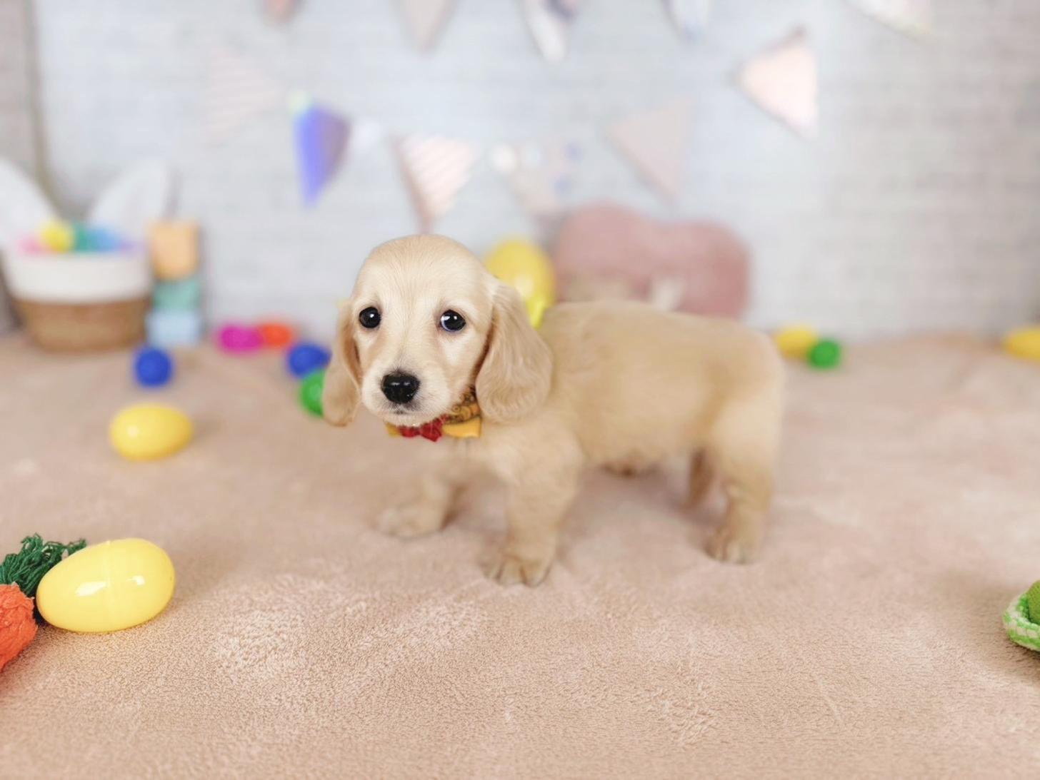 北海道のミニチュアダックスフンド(ロング) (ペットショップだんぼ/2025年12月21日生まれ/女の子/イエロー)の子犬の4枚目の画像