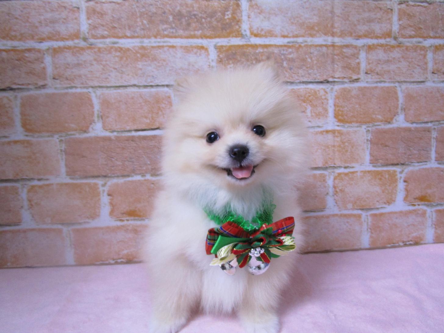 宮城県のポメラニアン (ズーズーカンパニー 八乙女店/2025年10月6日生まれ/男の子/クリーム)の子犬の1枚目の画像