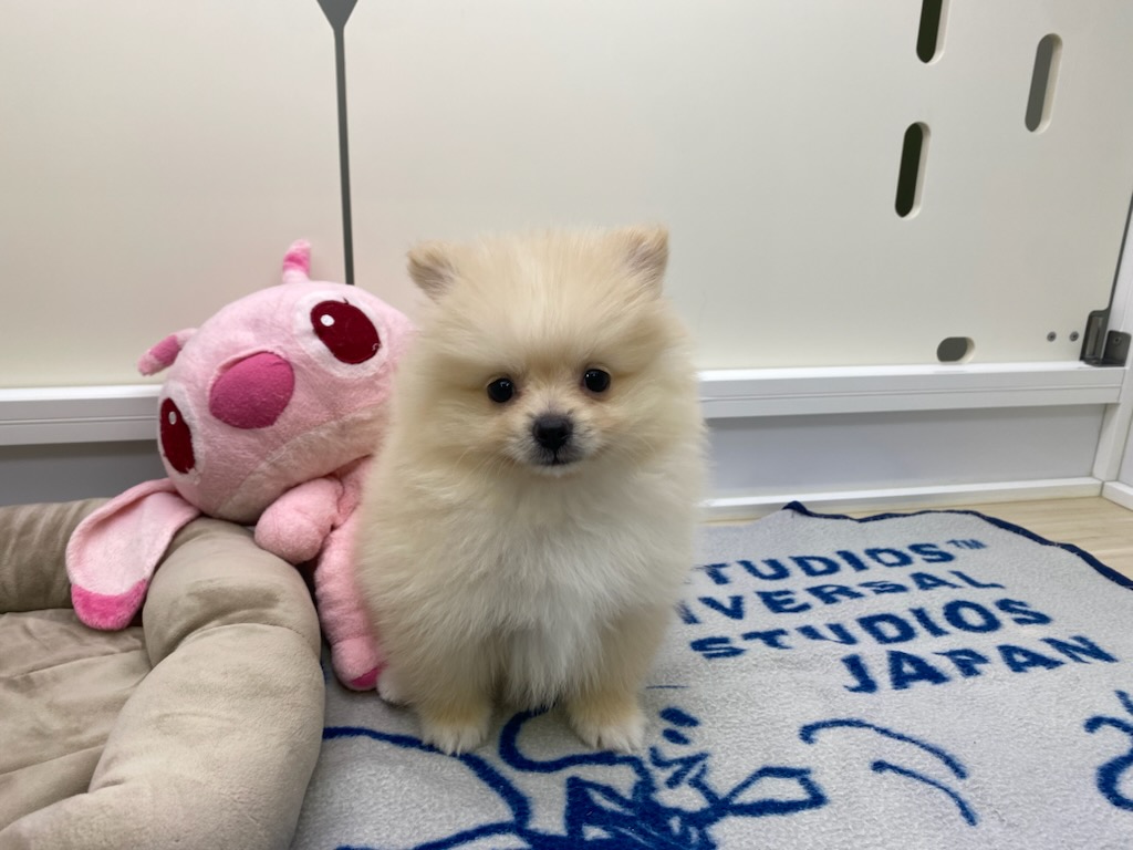 宮城県のポメラニアン (ズーズーカンパニー 八乙女店/2025年10月6日生まれ/男の子/クリーム)の子犬の2枚目の画像