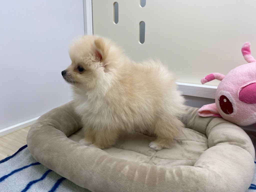 宮城県のポメラニアン (ズーズーカンパニー 八乙女店/2025年10月6日生まれ/男の子/クリーム)の子犬の3枚目の画像